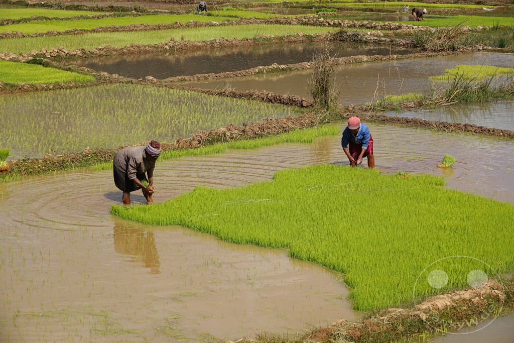 Madagaskar - Manandoana - Streetlife - Reisfelder - Reis pflanzen