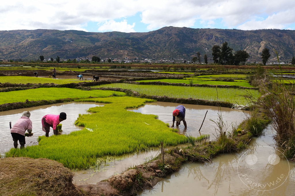 Madagaskar - Manandoana - Streetlife - Reis pflanzen