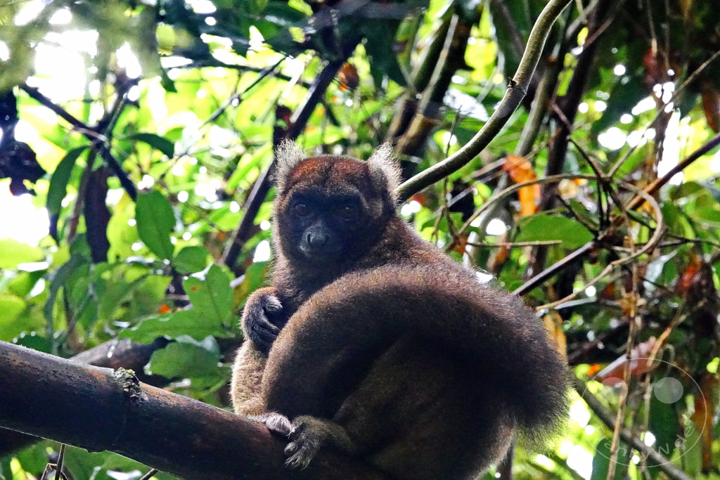 Madagaskar - Ranomafana National Park - Goldener Bambuslemur