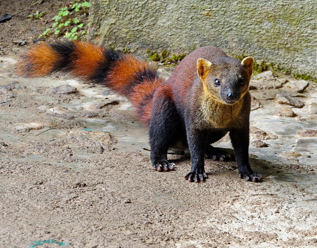 Madagaskar - Ranomafana National Park - Ringelschwanzmungo