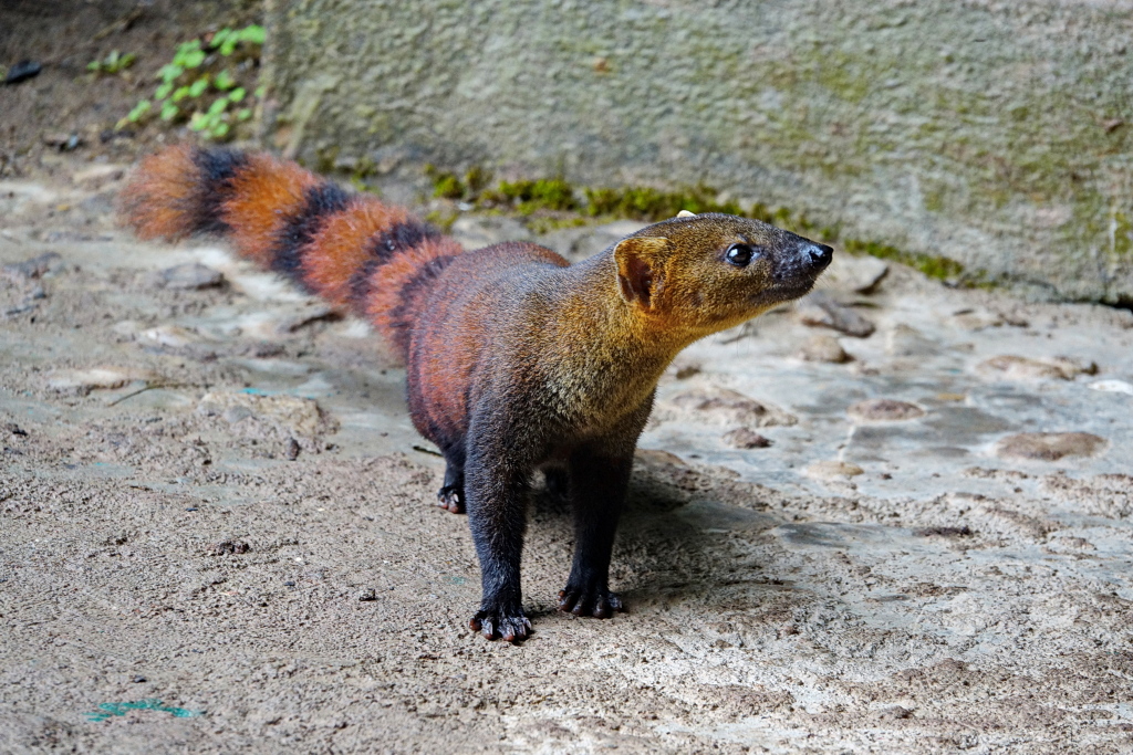 Madagaskar - Ranomafana National Park - Ringelschwanzmungo