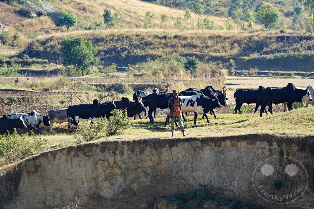 Madagaskar- Talata Ampano - Zebuh - Viehtrieb zum Schlachthaus in Antananarivo