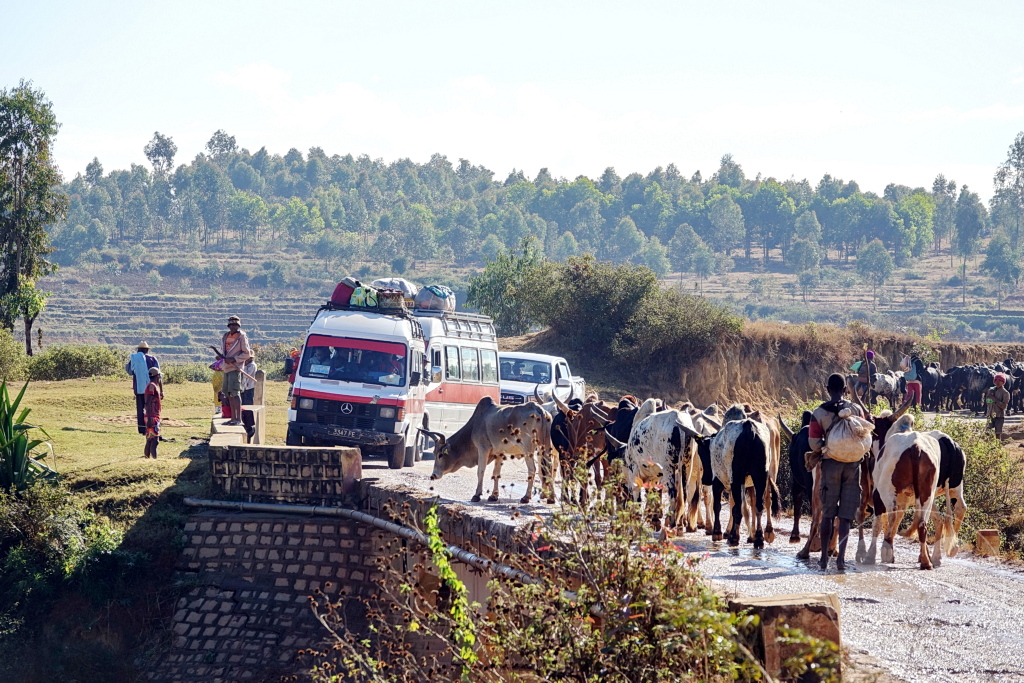 Madagaskar- Talata Ampano - Zebuh - Viehtrieb zum Schlachthaus in Antananarivo