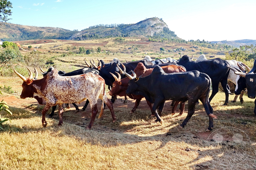 Madagaskar- Talata Ampano - Zebuh - Viehtrieb zum Schlachthaus in Antananarivo
