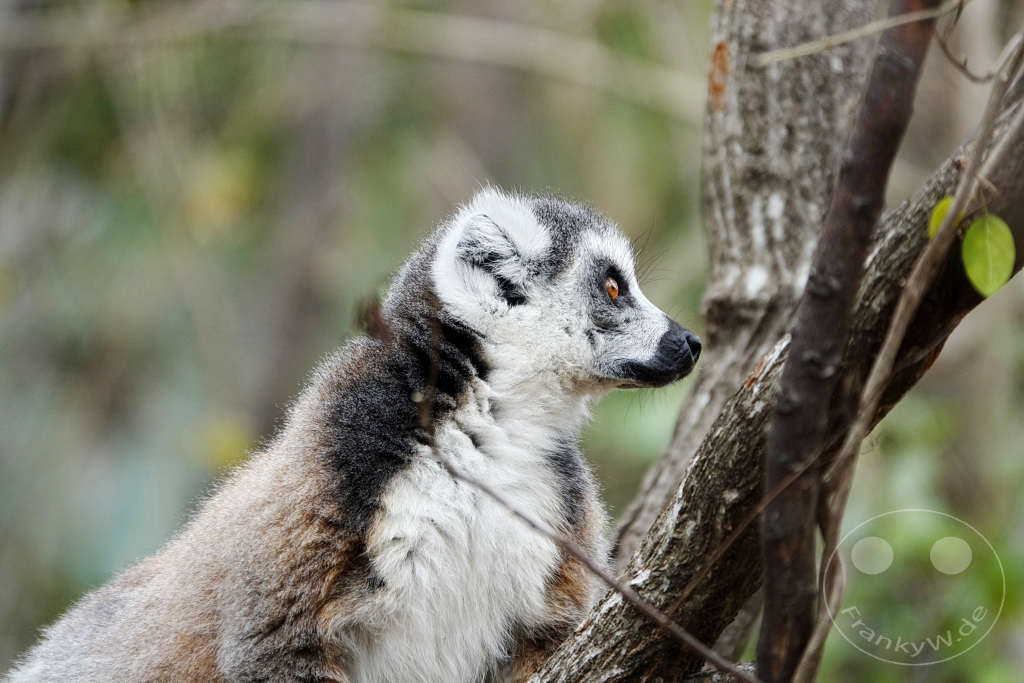 Madagaskar - Anja Community Reserve - Lemuren - Kattas