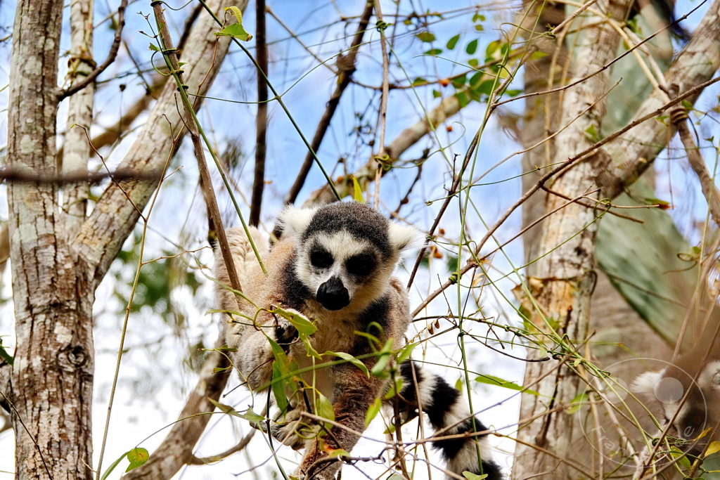 Madagaskar - Anja Community Reserve - Lemuren - Kattas
