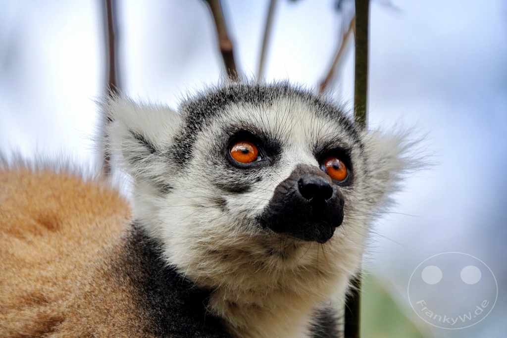 Madagaskar - Anja Community Reserve - Lemuren - Kattas