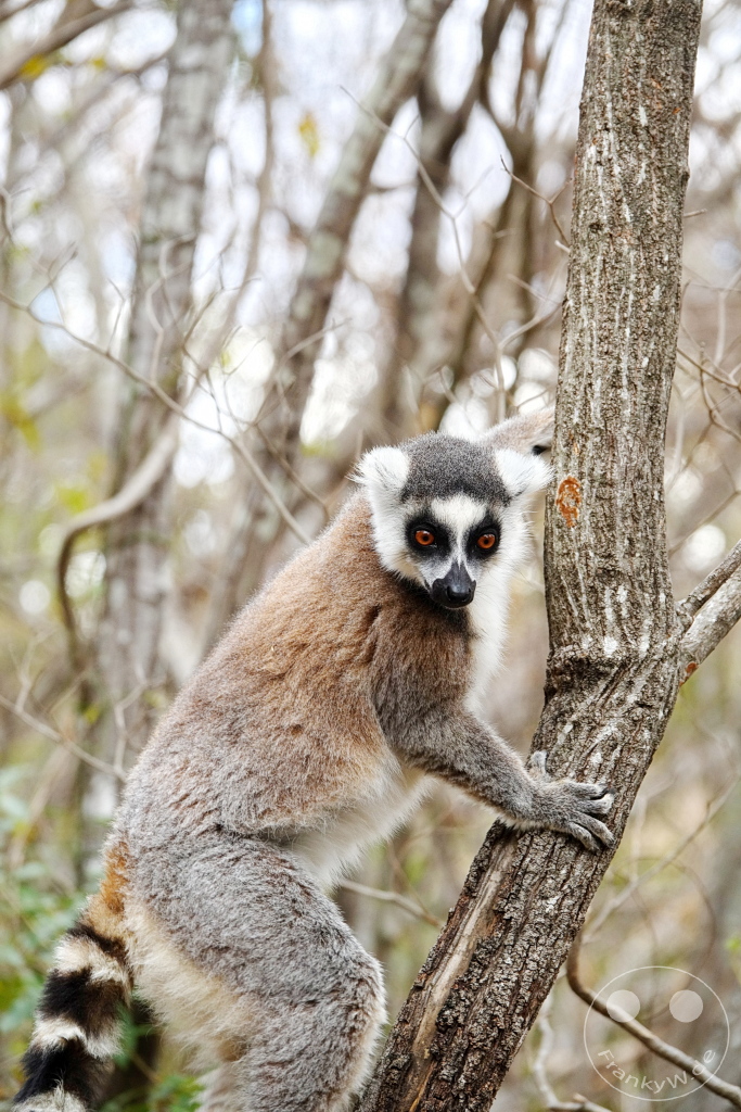 Madagaskar - Anja Community Reserve - Lemuren - Kattas