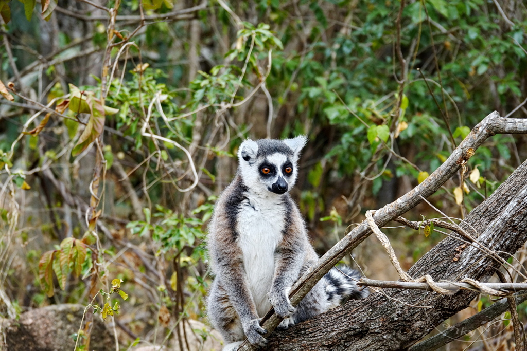 Madagaskar - Anja Community Reserve - Lemuren - Kattas