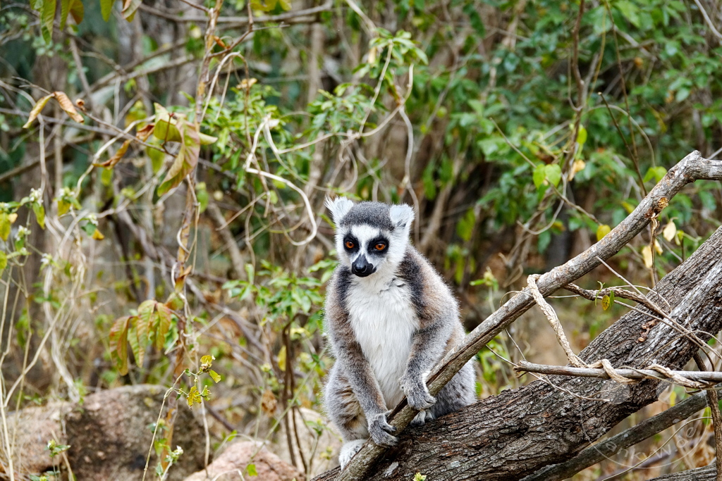 Madagaskar - Anja Community Reserve - Lemuren - Kattas