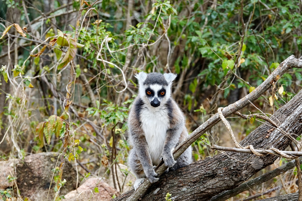 Madagaskar - Anja Community Reserve - Lemuren - Kattas