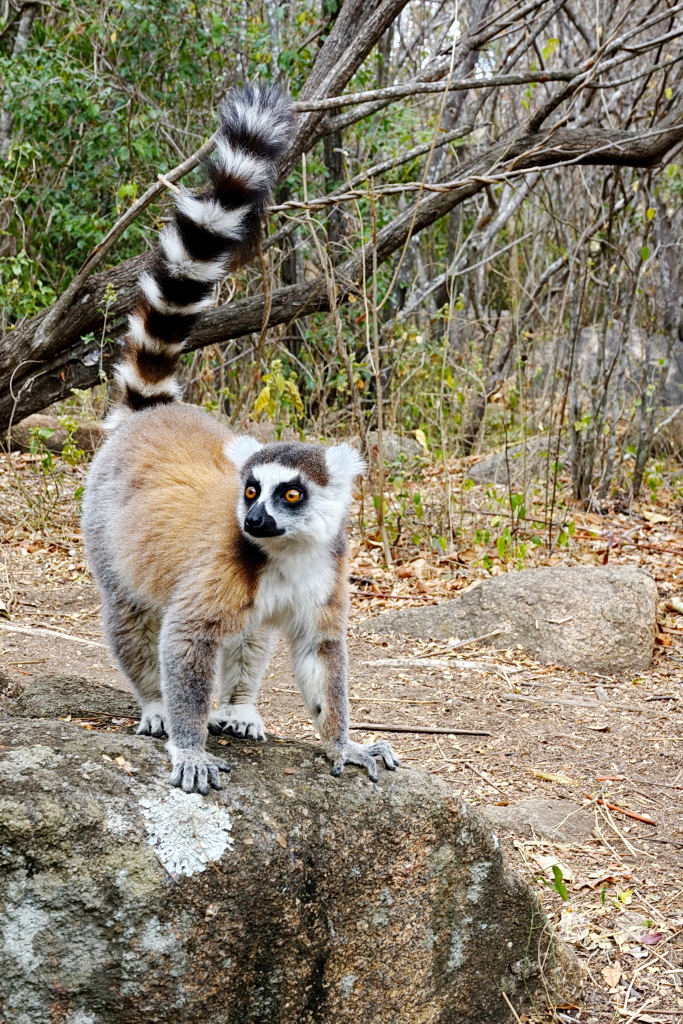 Madagaskar - Anja Community Reserve - Lemuren - Kattas