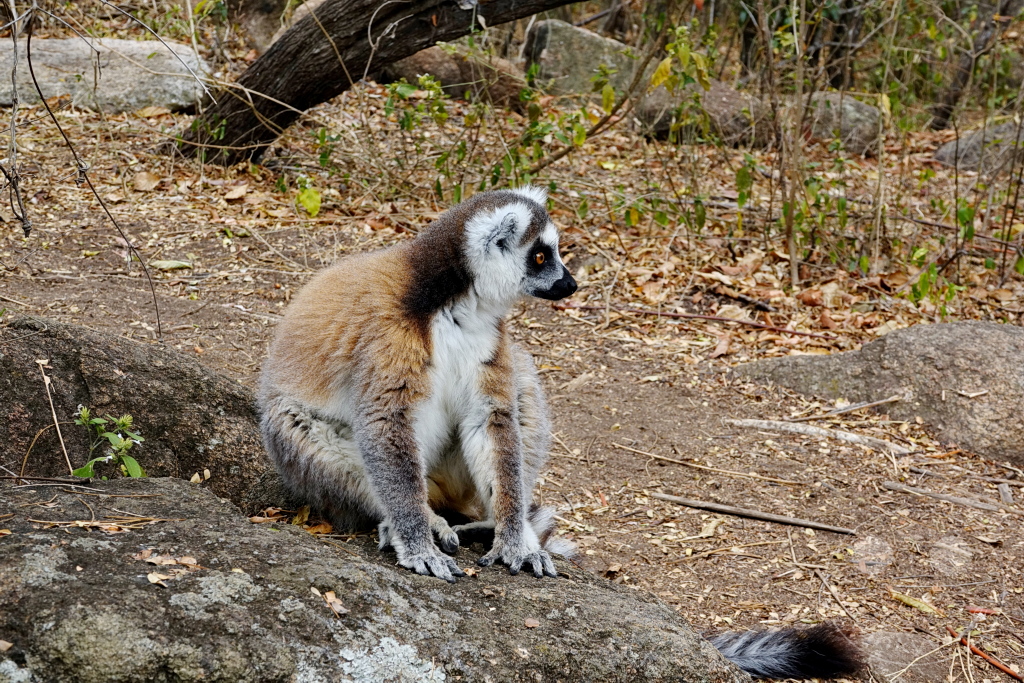 Madagaskar - Anja Community Reserve - Lemuren - Kattas