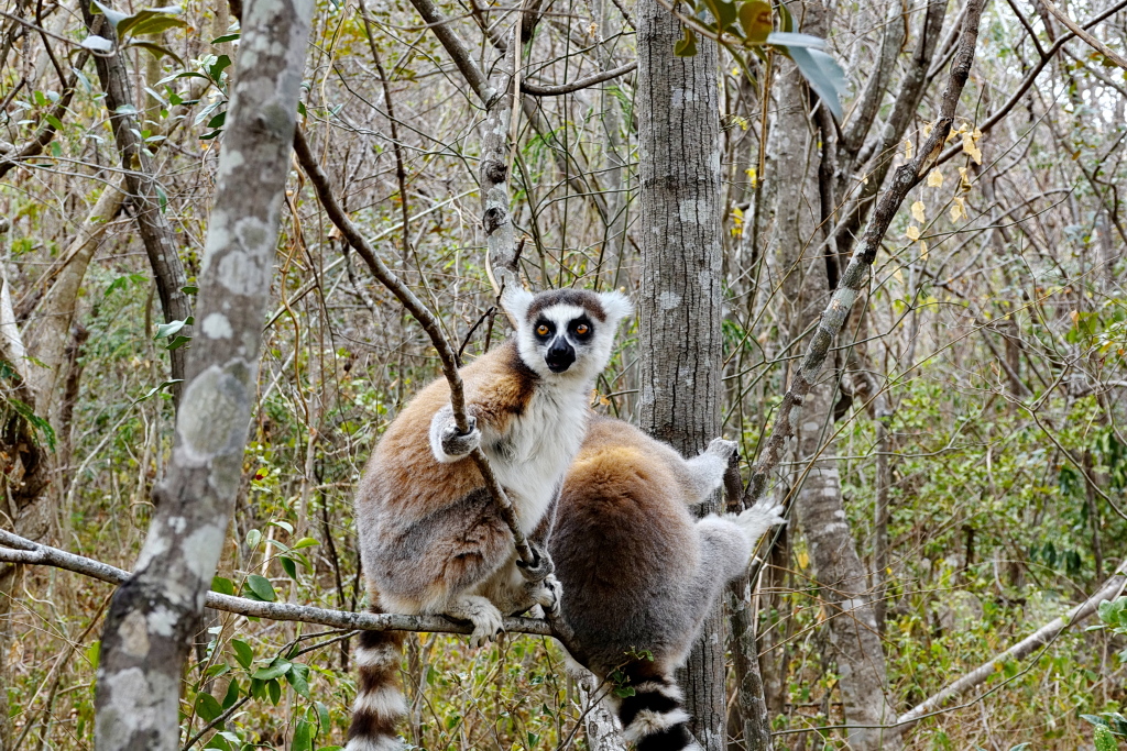 Madagaskar - Anja Community Reserve - Lemuren - Kattas