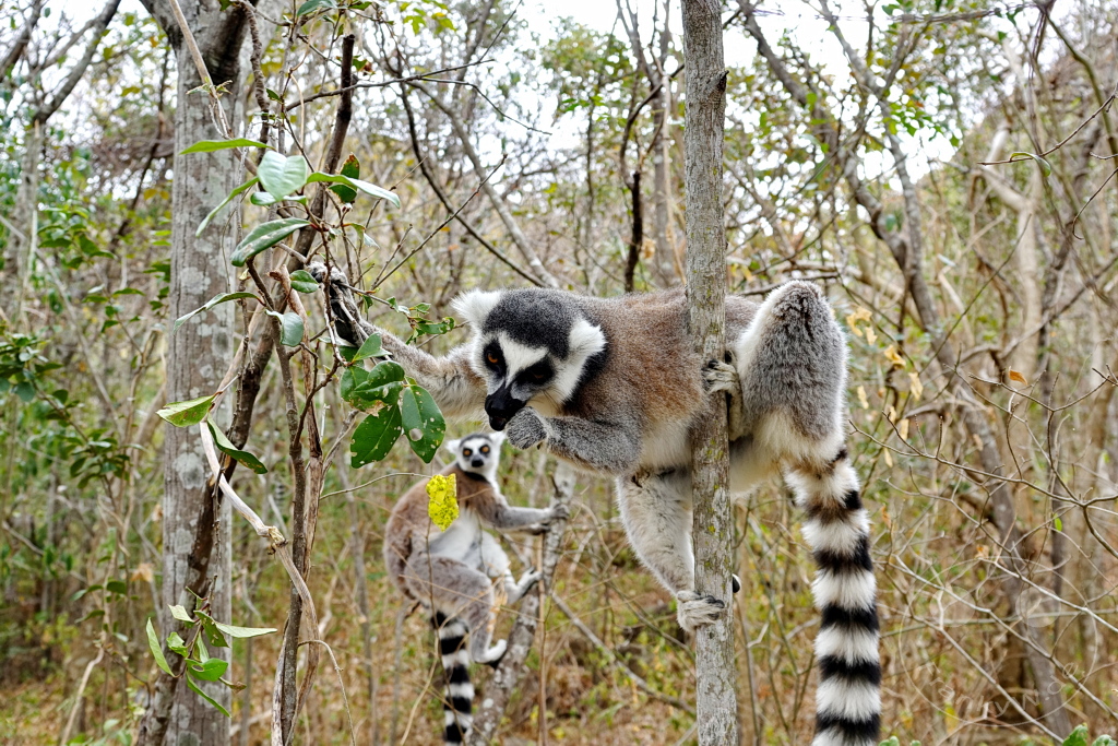 Madagaskar - Anja Community Reserve - Lemuren - Kattas