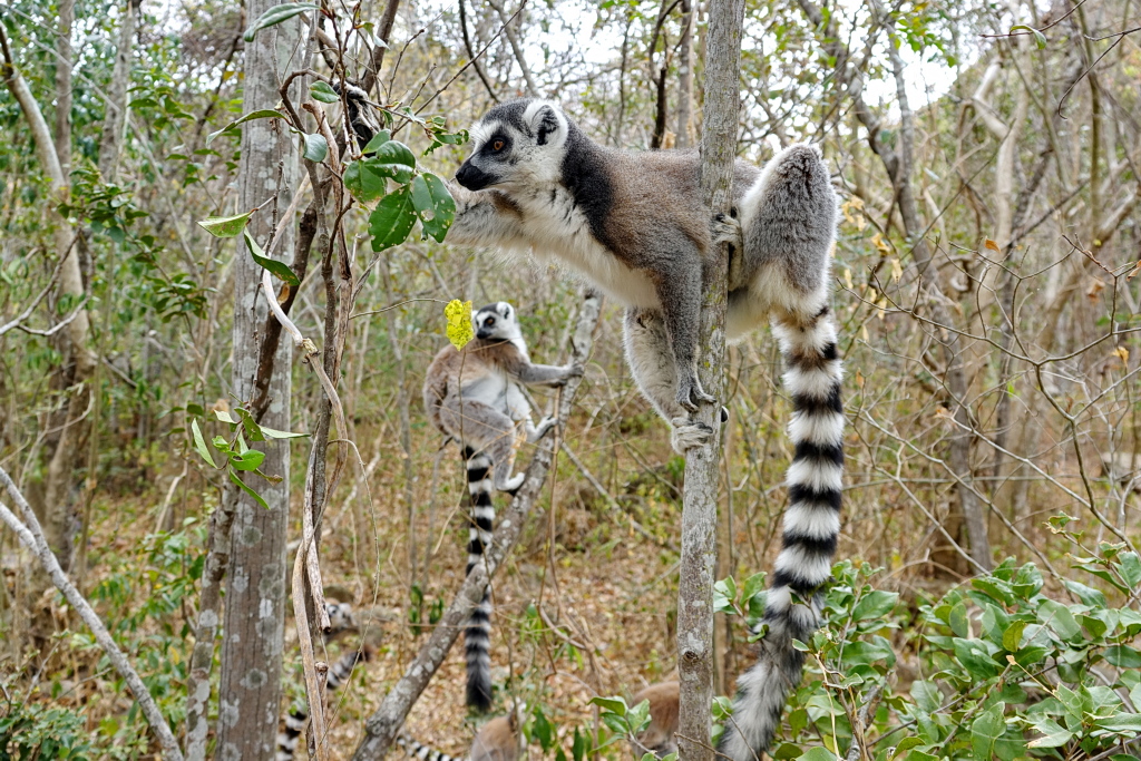Madagaskar - Anja Community Reserve - Lemuren - Kattas