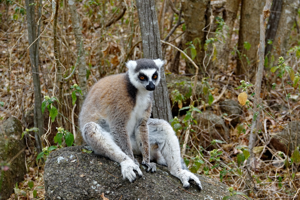 Madagaskar - Anja Community Reserve - Lemuren - Kattas