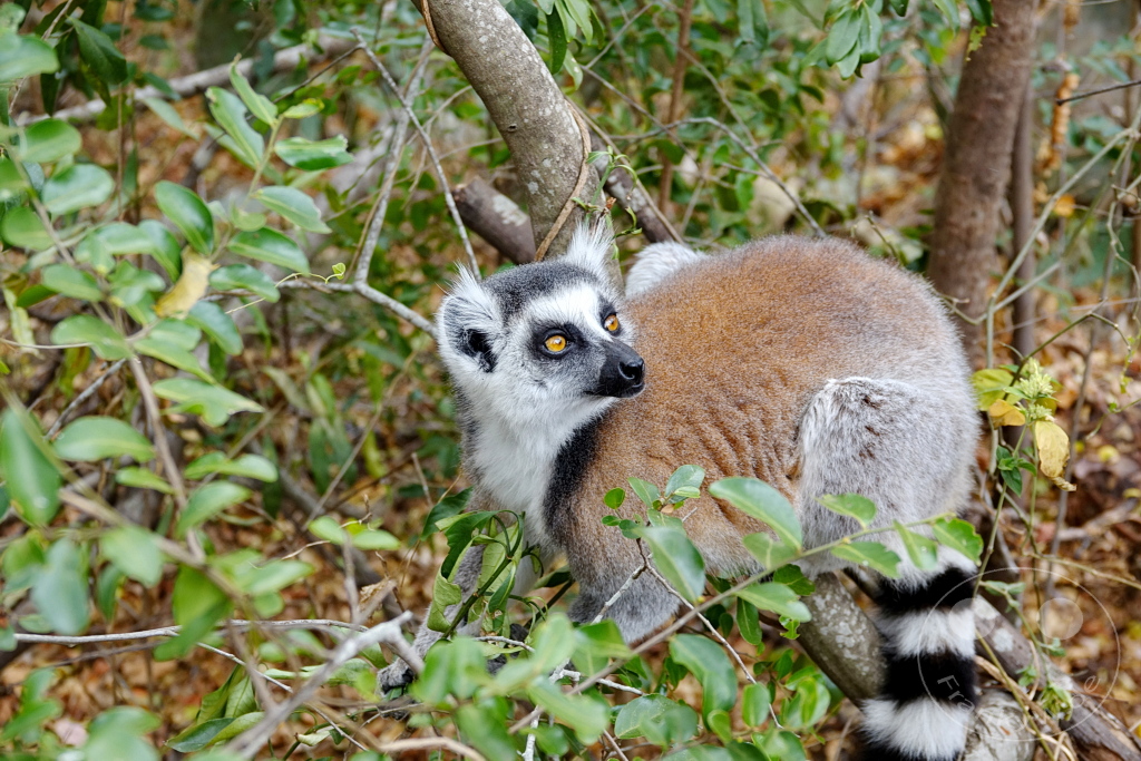 Madagaskar - Anja Community Reserve - Lemuren - Kattas