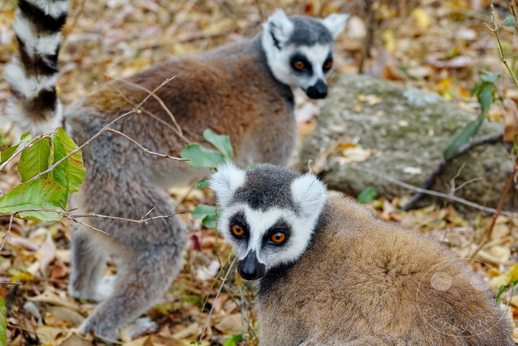 Madagaskar - Anja Community Reserve - Lemuren - Kattas