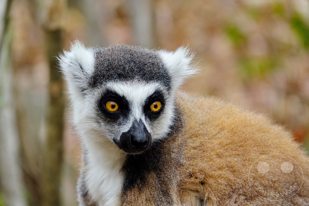 Madagaskar - Anja Community Reserve - Lemuren - Kattas