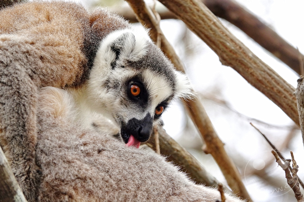 Madagaskar - Anja Community Reserve - Lemuren - Kattas