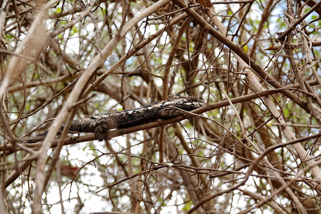 Madagaskar - Anja Community Reserve - Panther Chameleon