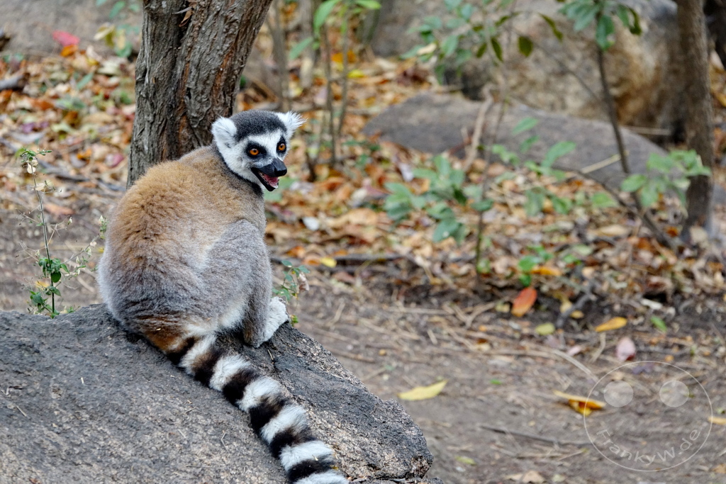 Madagaskar - Anja Community Reserve - Lemuren - Kattas