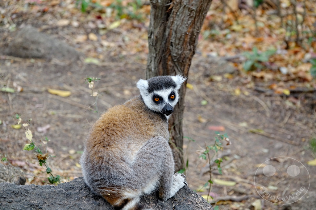 Madagaskar - Anja Community Reserve - Lemuren - Kattas