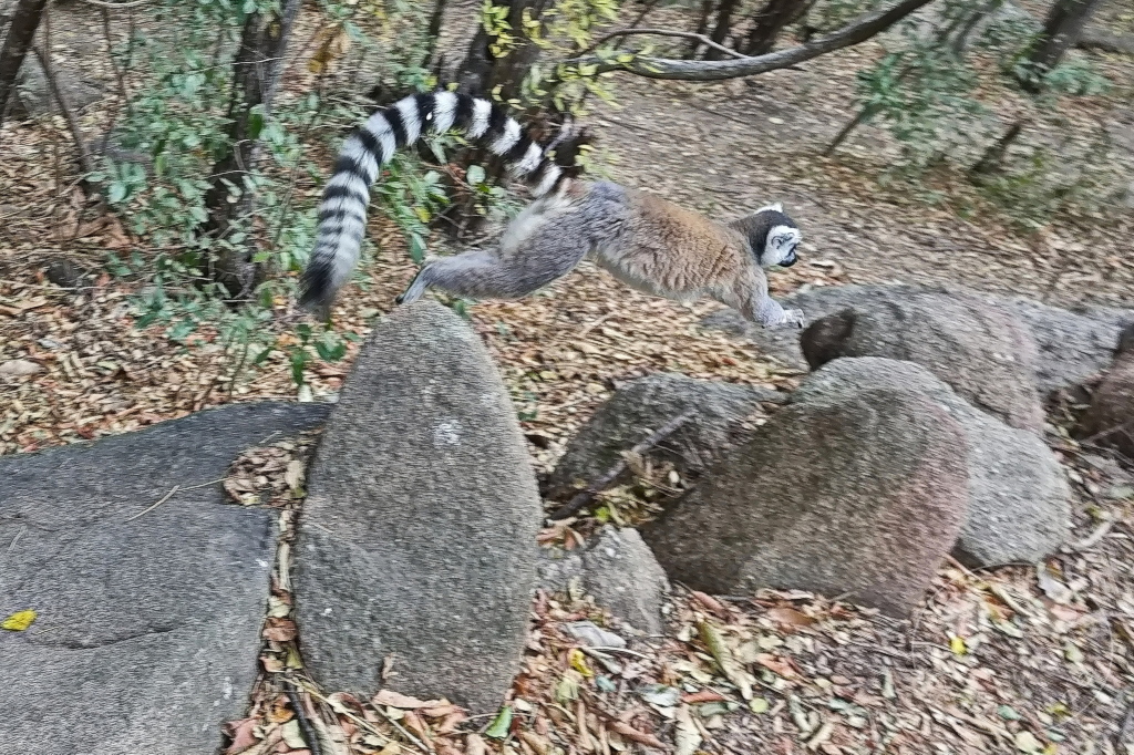 Madagaskar - Anja Community Reserve - Lemuren - Kattas