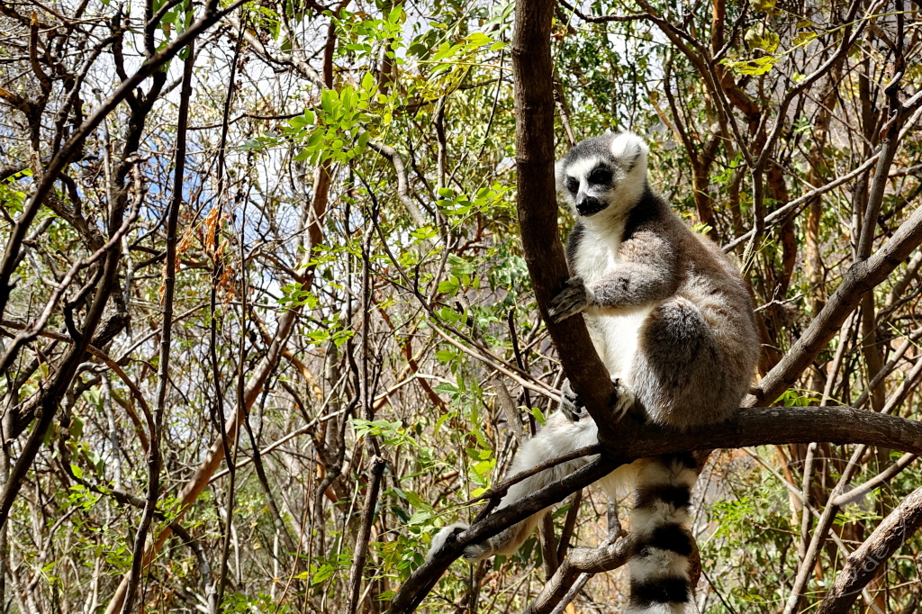 Madagaskar - Anja Community Reserve - Lemuren - Kattas