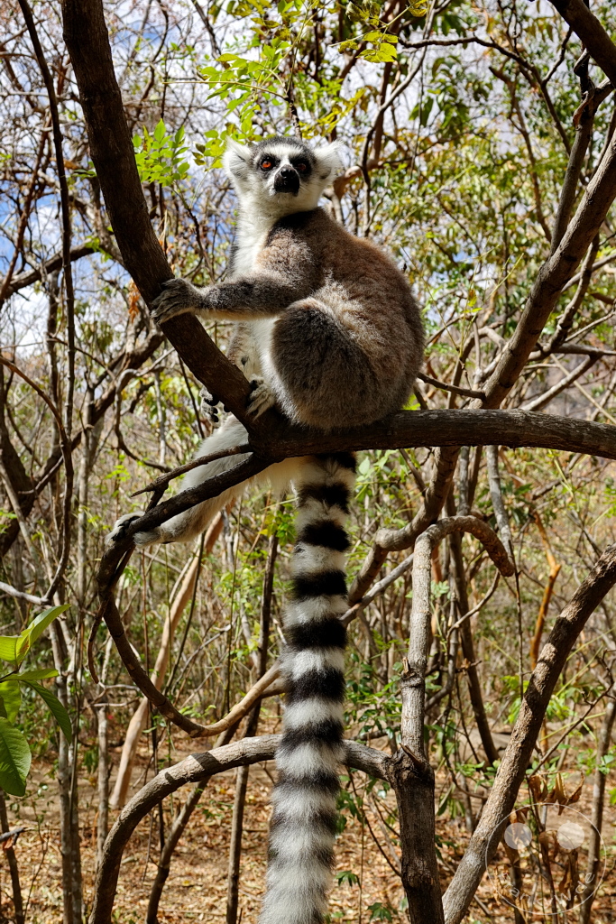Madagaskar - Anja Community Reserve - Lemuren - Kattas