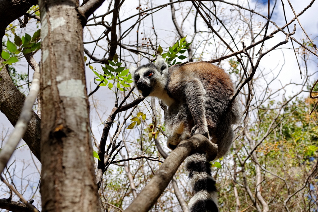 Madagaskar - Anja Community Reserve - Lemuren - Kattas