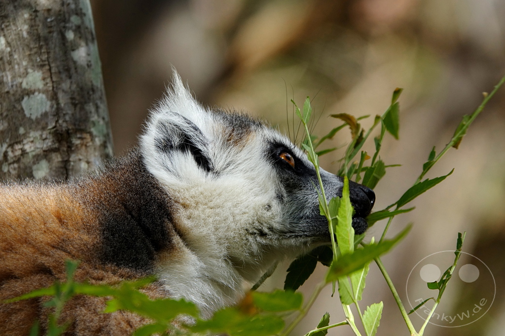 Madagaskar - Anja Community Reserve - Lemuren - Kattas
