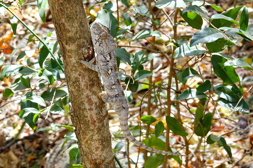 Madagaskar - Anja Community Reserve - Panther Chamäleon