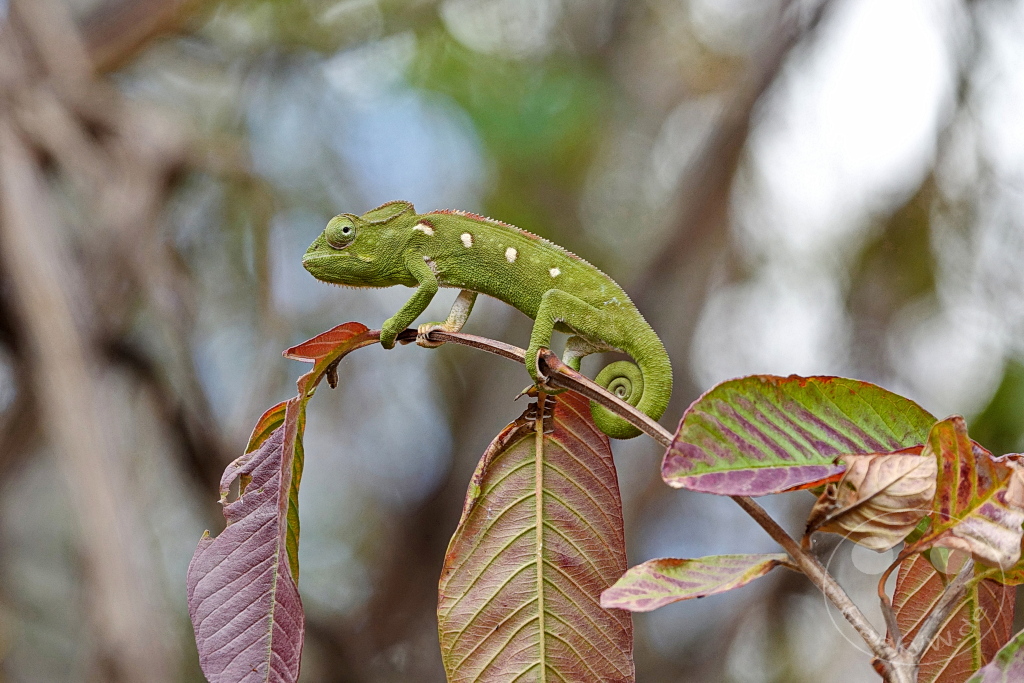 Madagaskar - Anja Community Reserve - grünes Panther Chamäleon