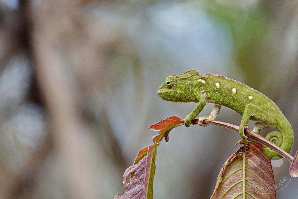 Madagaskar - Anja Community Reserve - grünes Panther Chamäleon