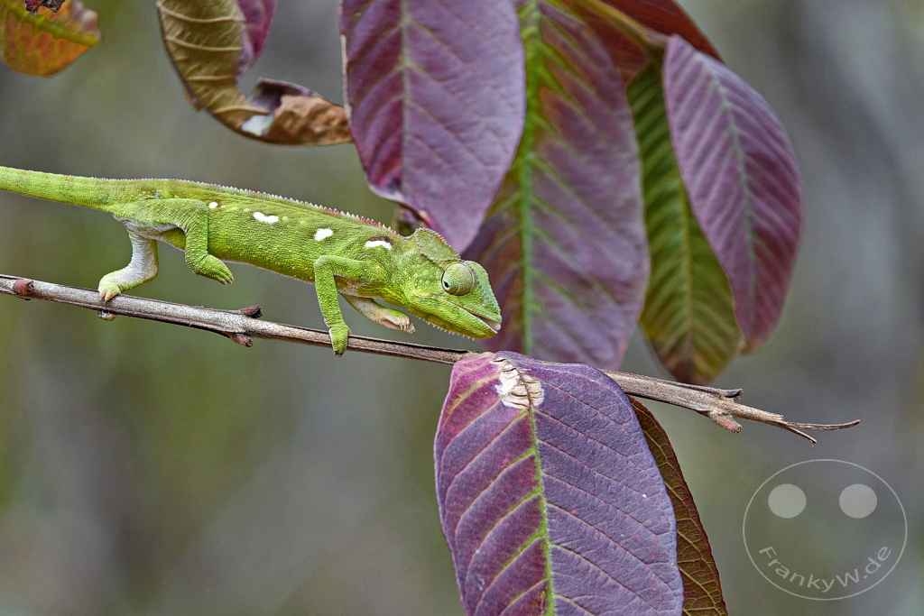 Madagaskar - Anja Community Reserve - grünes Panther Chamäleon