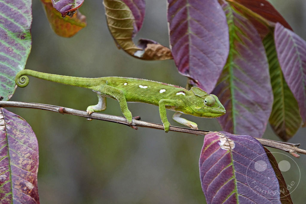 Madagaskar - Anja Community Reserve - grünes Panther Chamäleon
