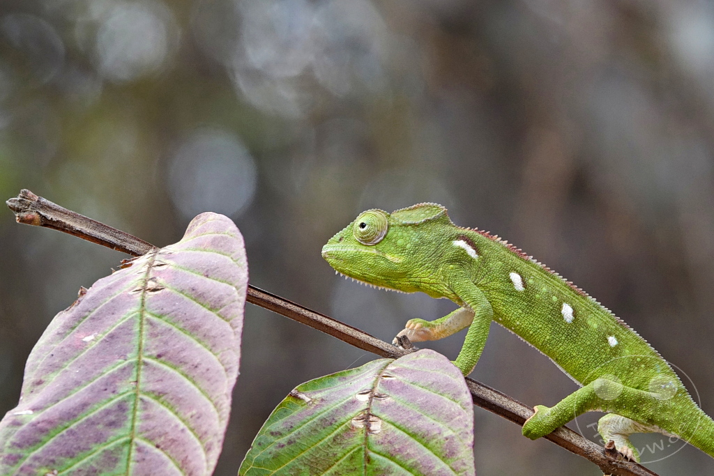 Madagaskar - Anja Community Reserve - grünes Panther Chamäleon