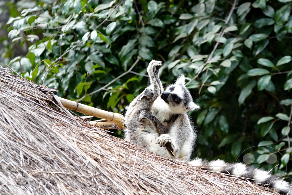 Madagaskar - Isalo National Park - Lemuren - Katta