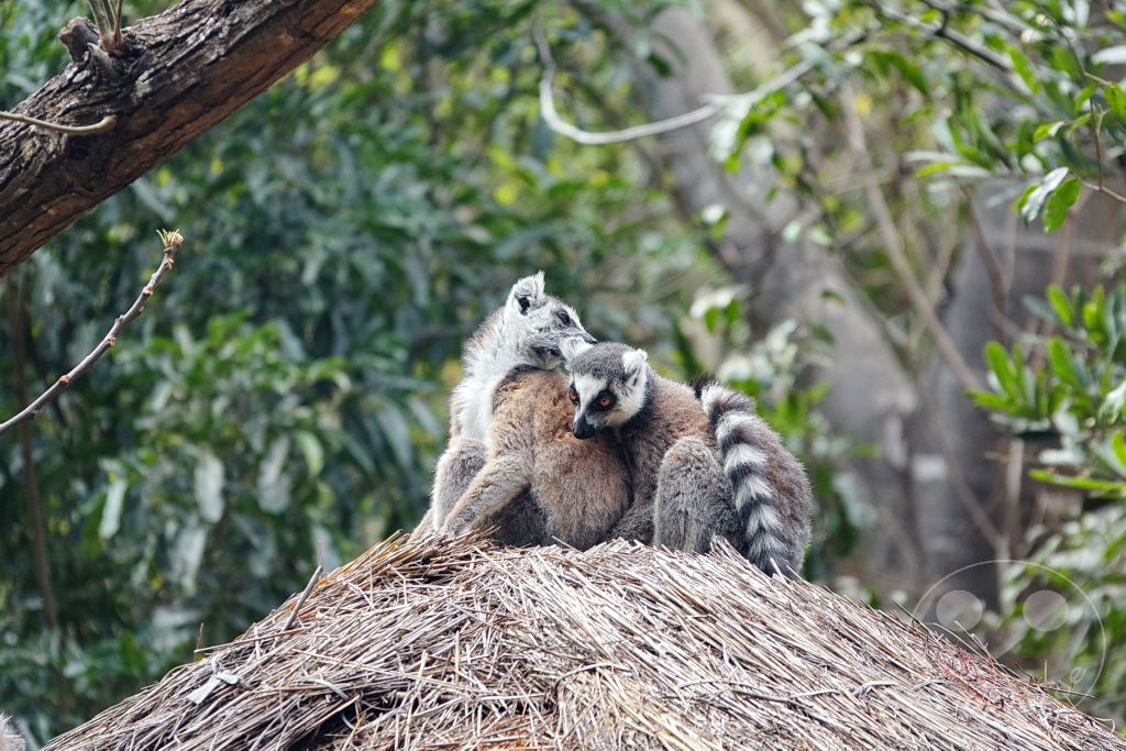 Madagaskar - Isalo National Park - Lemuren - Katta