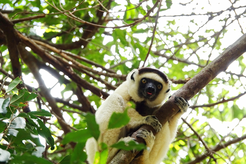Madagaskar - Isalo National Park - Lemuren - Larvensifaka