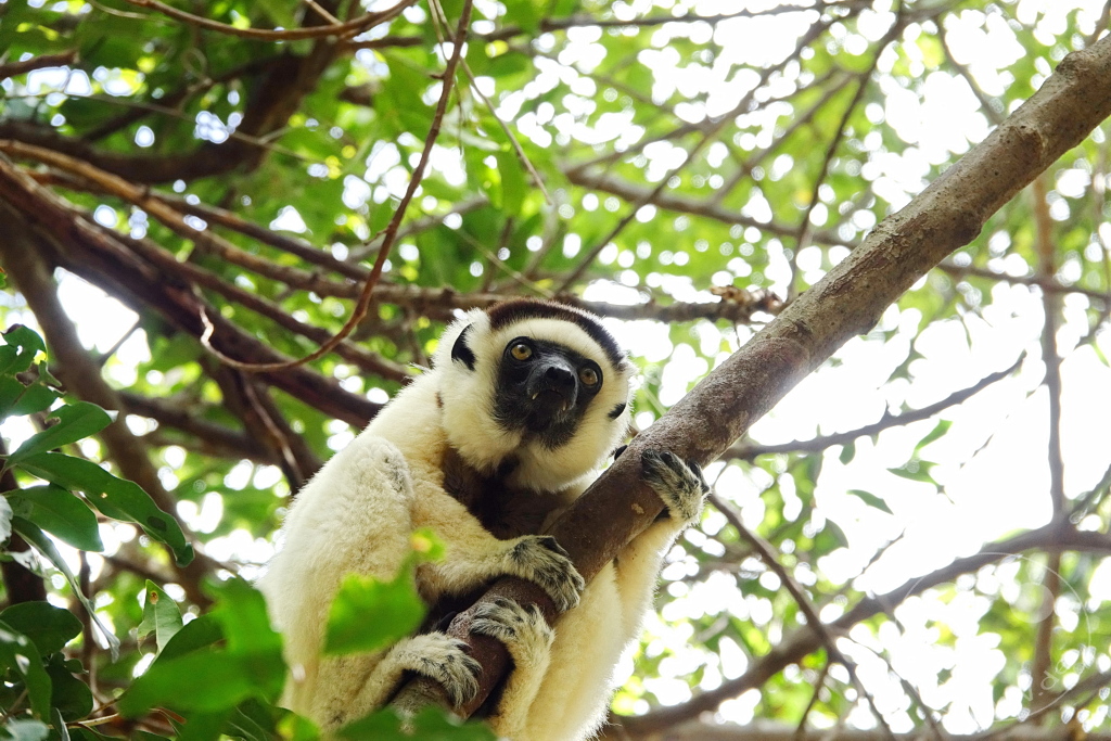 Madagaskar - Isalo National Park - Lemuren - Larvensifaka