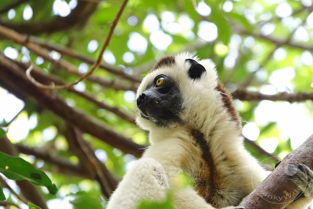Madagaskar - Isalo National Park - Lemuren - Larvensifaka