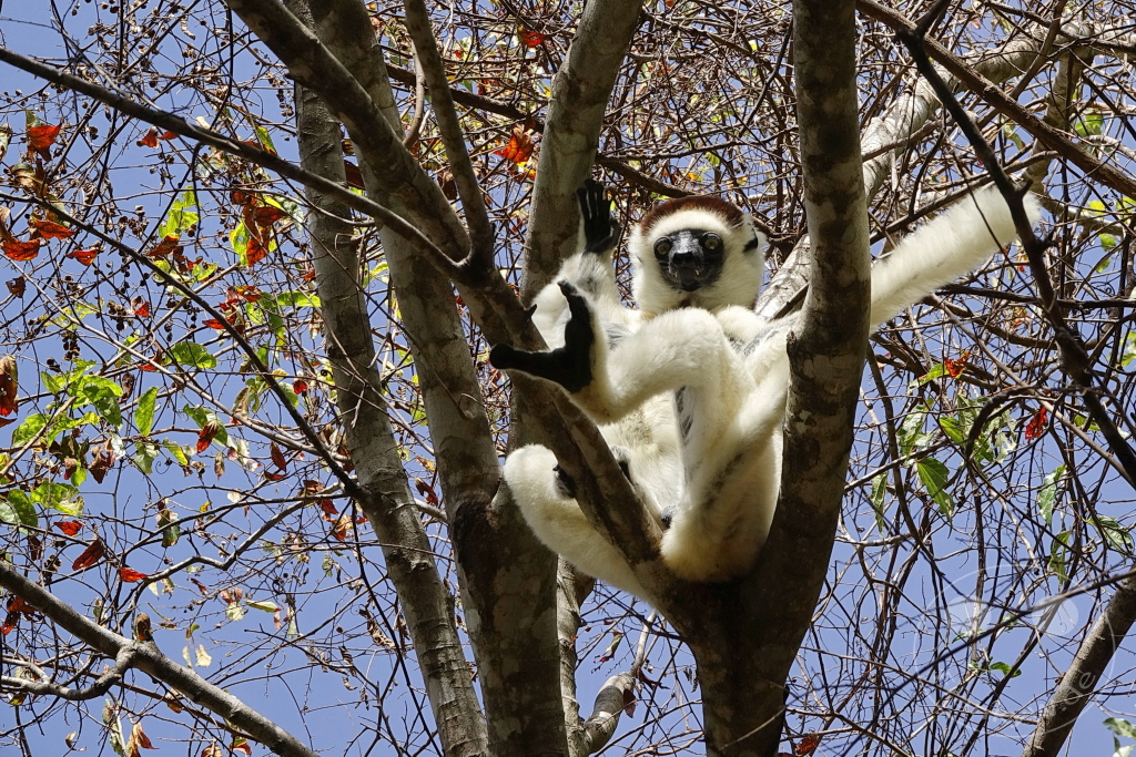 Madagaskar - Isalo National Park - Lemuren - Larvensifaka