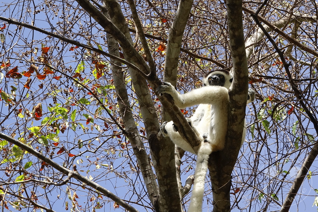 Madagaskar - Isalo National Park - Lemuren - Larvensifaka
