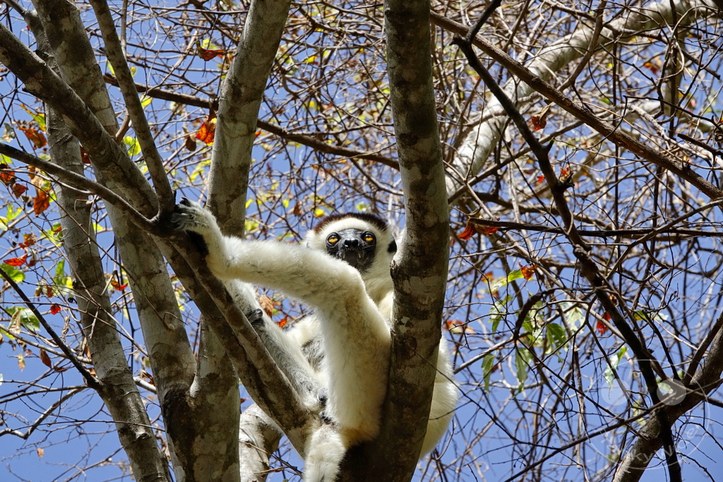 Madagaskar - Isalo National Park - Lemuren - Larvensifaka