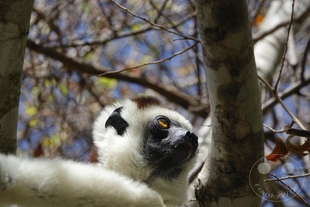 Madagaskar - Isalo National Park - Lemuren - Larvensifaka