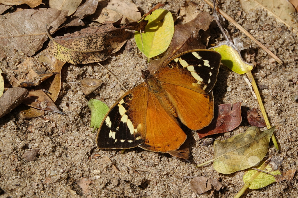 Madagaskar - Isalo National Park - Schmetterling Aterica rabena