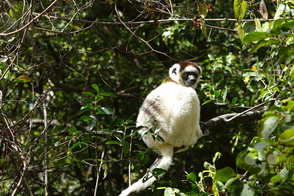 Madagaskar - Isalo National Park - Lemuren - Larvensifaka